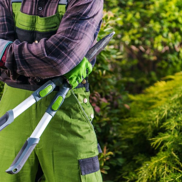professional-gardener-with-large-scissors-in-his-hands.jpg professional-gardener-with-large-scissors-in-his-hands.jpg